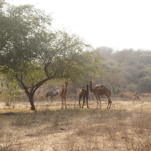 Aravalli Hills