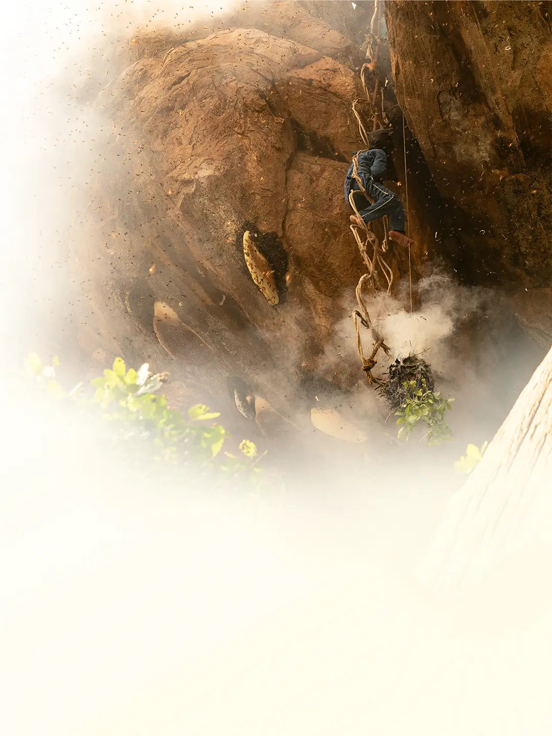 Raw Honey <br> From the Wild