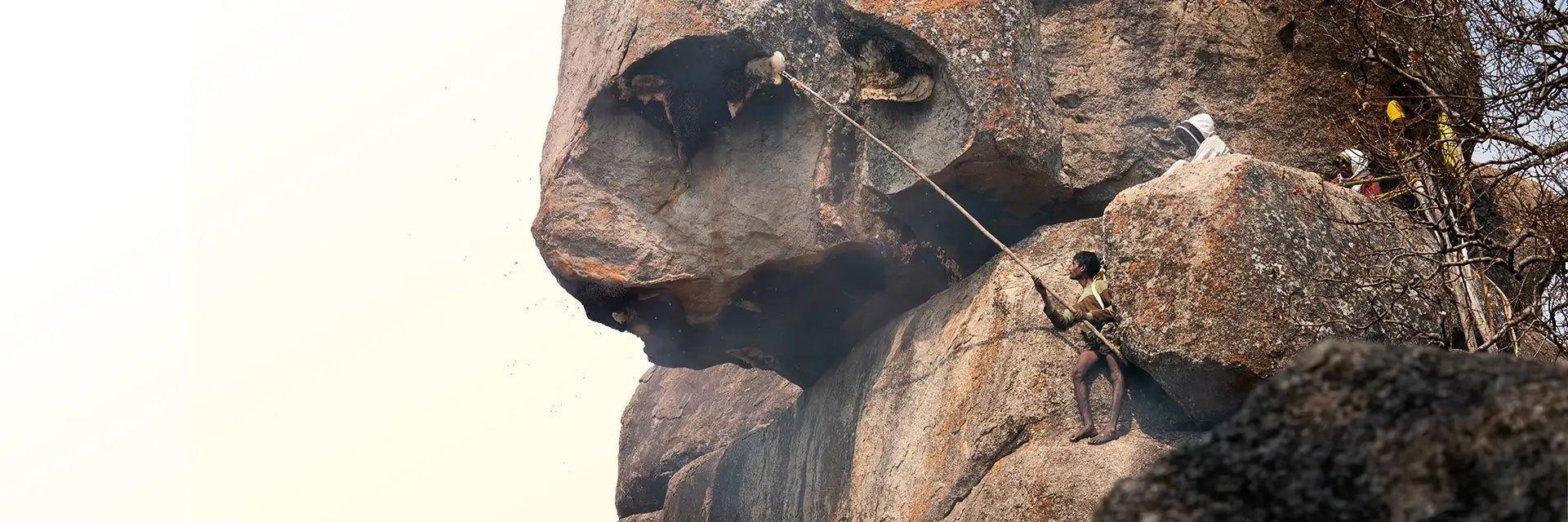Raw Honey <br>  From the Wild