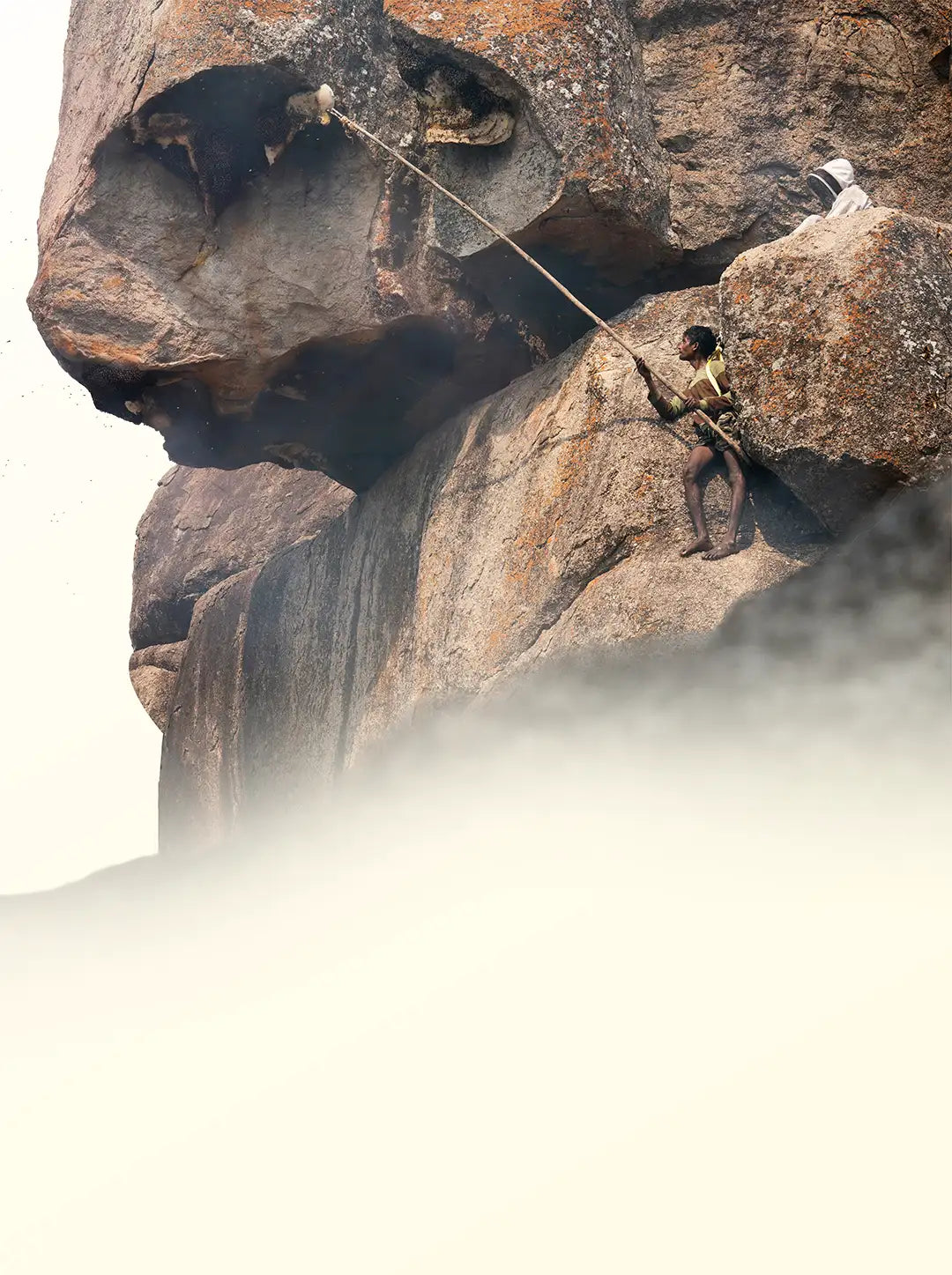 Raw Honey <br>  From the Wild