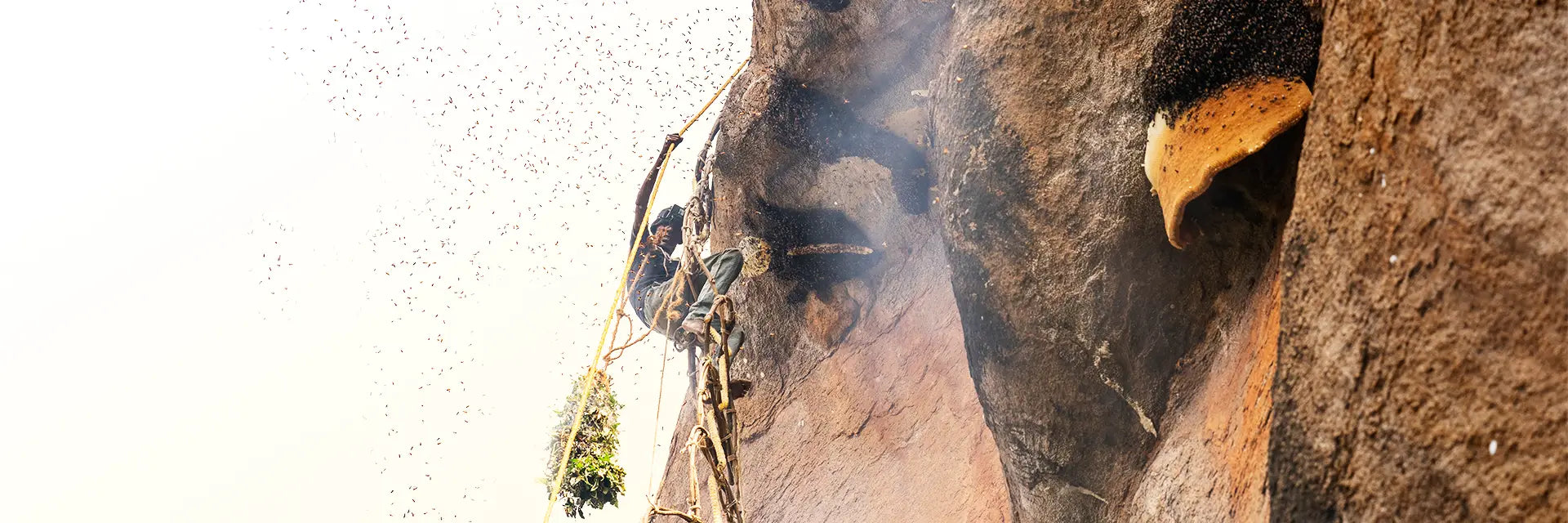 Raw Honey <br> From the Wild