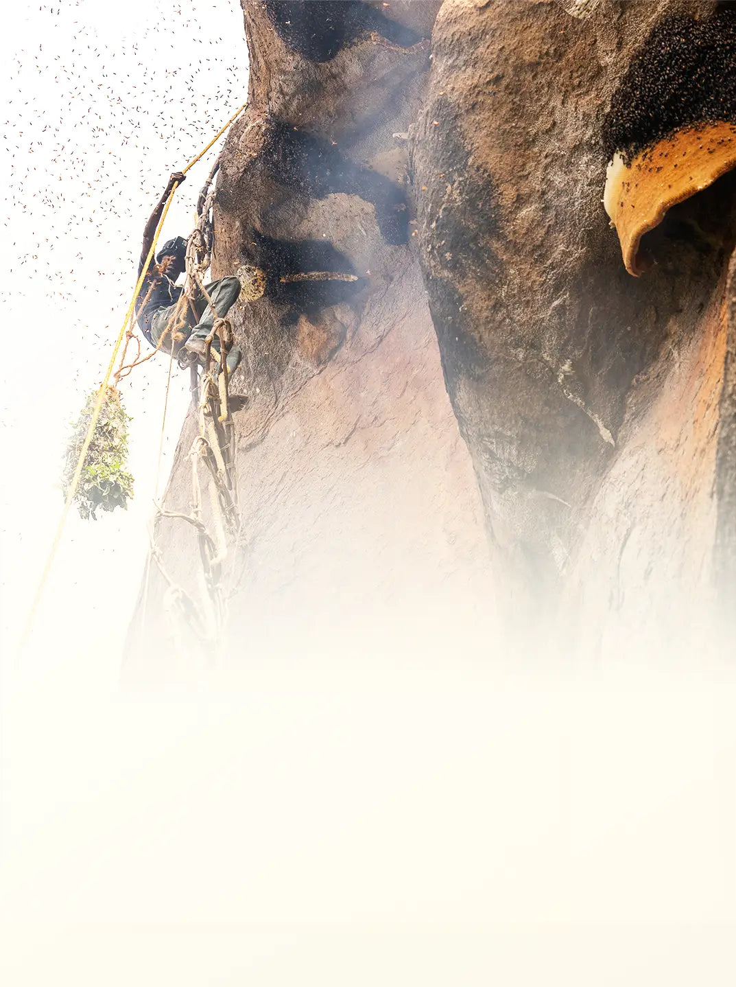 Raw Honey <br> From the Wild
