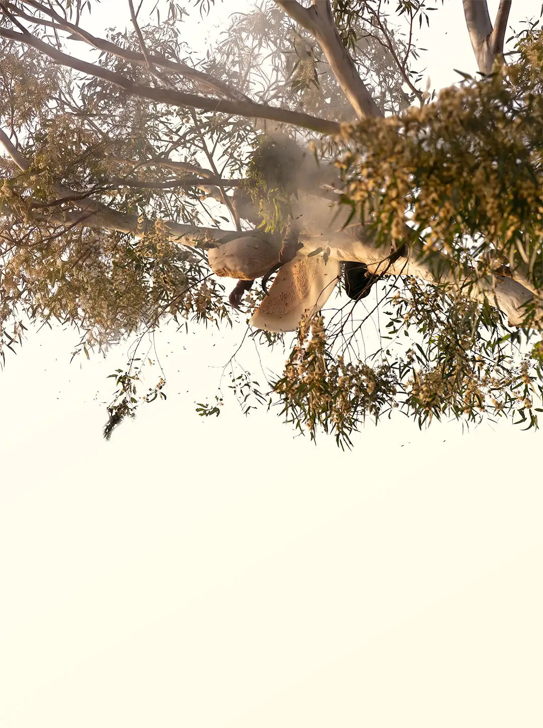 Raw Honey <br>  From the Wild
