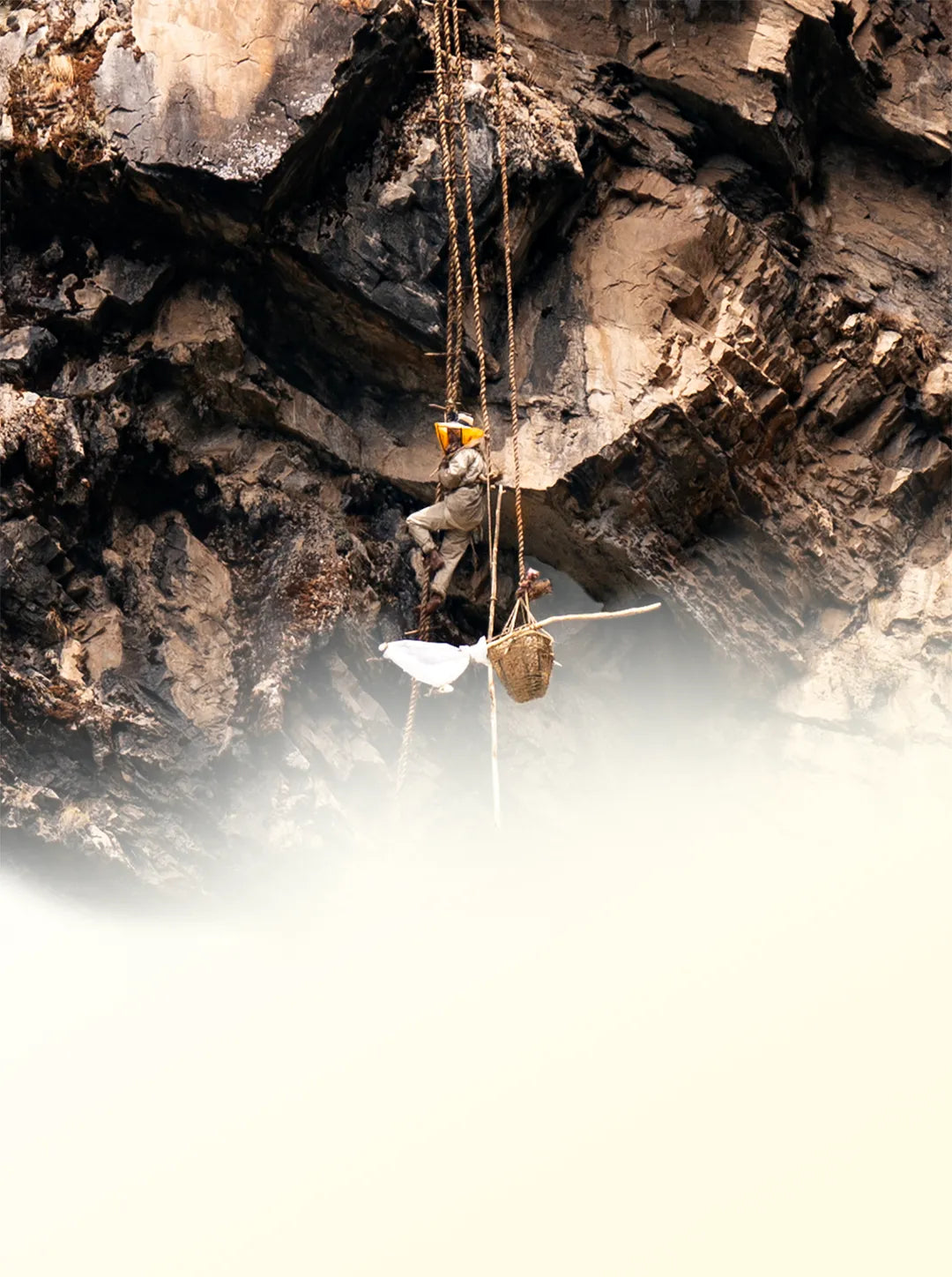 Raw Honey <br> From the Wild