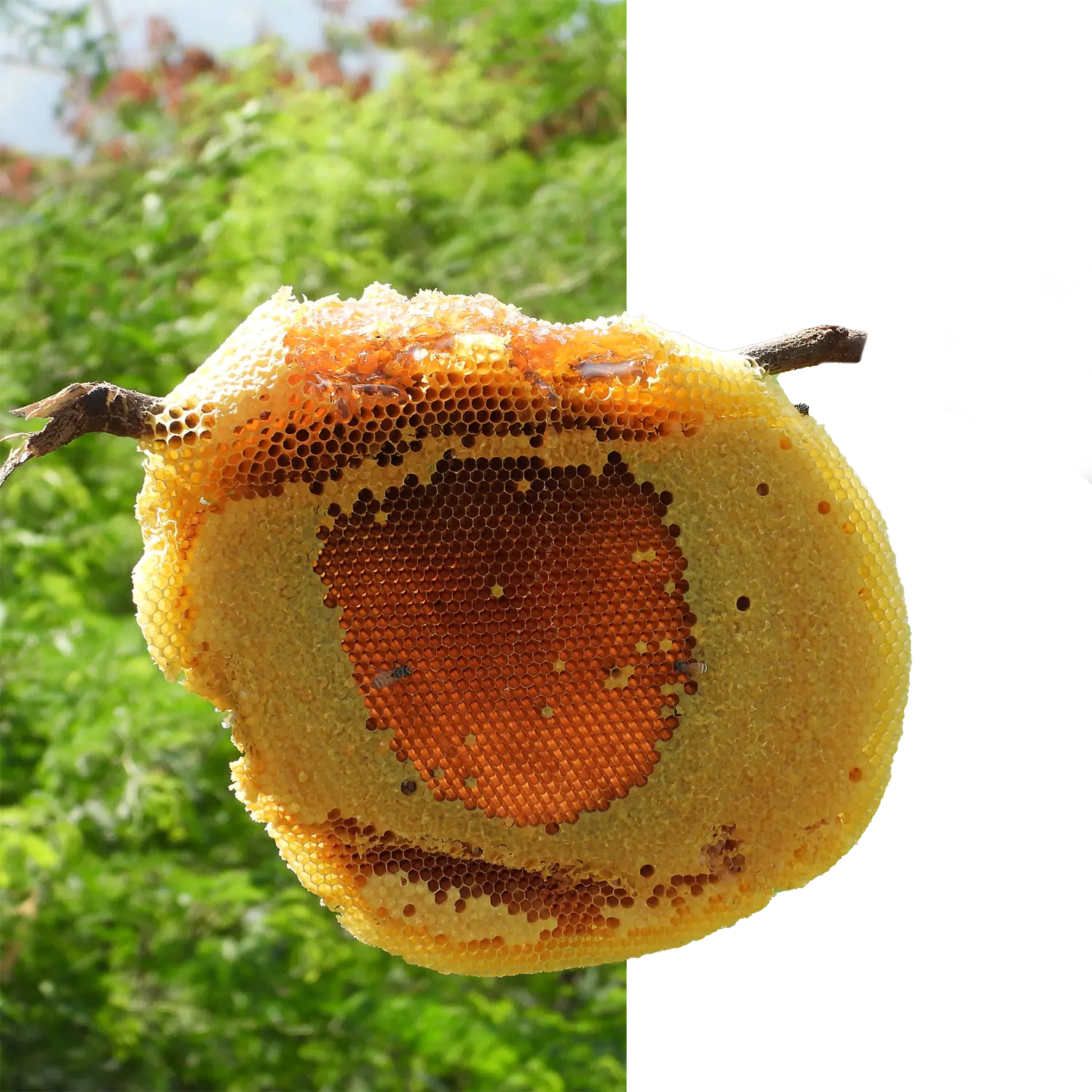 Kombu - Small Bee Honey